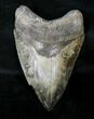 Razor Sharp Megalodon Tooth - Georgia #19076-1